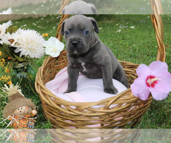 Medium Photo #8 Cane Corso Puppy For Sale in CAMBY, IN, USA