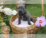 Small #7 Cane Corso
