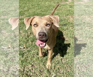 Twyla - Female Labrador Retriever-Staffordshire Bull Terrier Mix Dog for Adoption - Photo #2