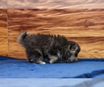 Small #2 Pomsky