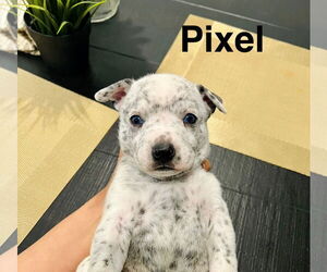 Mutt Dogs for adoption in Amarillo, TX, USA