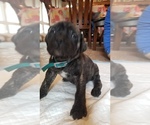 Small Photo #18 Mastiff Puppy For Sale in FULTON, NY, USA