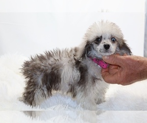 Poodle (Toy) Puppy for sale in DYERSBURG, TN, USA
