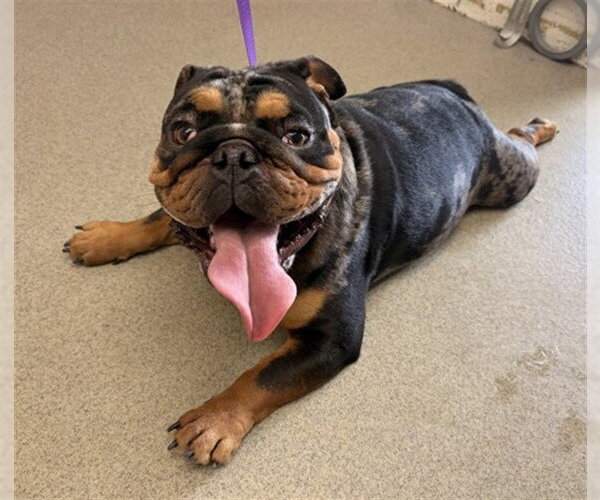 Medium Photo #1 Bulldog Puppy For Sale in San Bernardino, CA, USA