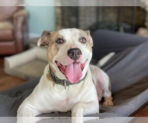 Holly - Female American Staffordshire Terrier-Unknown Mix Dog for Adoption - Photo #2