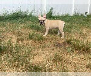 French Bulldog Puppy for sale in BOSTON, MA, USA