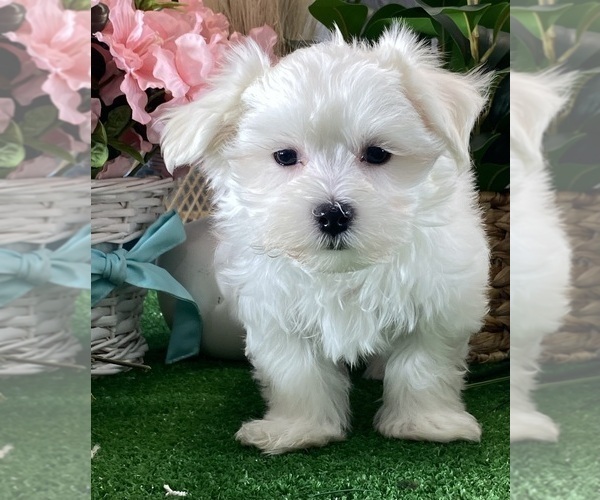 Medium Photo #2 Maltese Puppy For Sale in CANOGA, NY, USA
