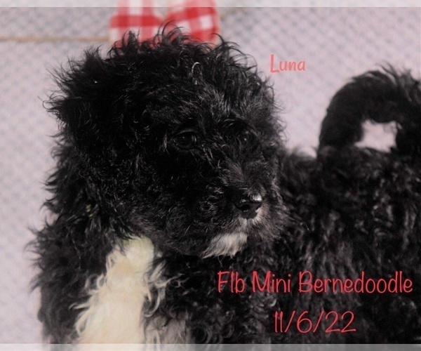 Medium Photo #3 Bernedoodle (Miniature) Puppy For Sale in SHIPSHEWANA, IN, USA