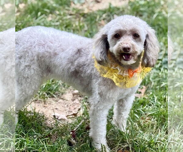 Medium Photo #1 Poodle (Toy) Puppy For Sale in Cranford, NJ, USA