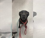 Small Labrador Retriever Mix