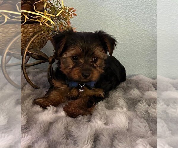 Medium Photo #5 Yorkshire Terrier Puppy For Sale in SACRAMENTO, CA, USA