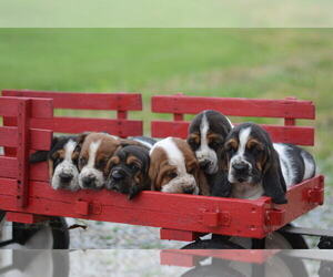 Basset Hound Puppy for Sale in ORRVILLE, Ohio USA