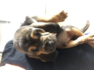 Bloodhound Puppy for sale in BENTON, IL, USA