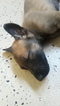 Small Photo #6 Belgian Malinois-Dutch Shepherd Dog Mix Puppy For Sale in CUTLER BAY, FL, USA