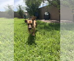 Small #1 Dachshund Mix