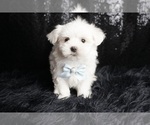 Puppy Snoopy AKC Maltese
