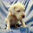 Small Photo #280 Dogo Argentino Puppy For Sale in PINEVILLE, MO, USA