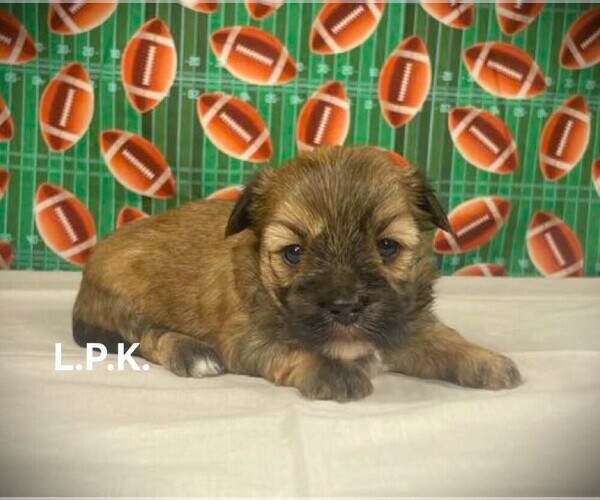 Medium Photo #1 Morkie Puppy For Sale in WINNSBORO, LA, USA