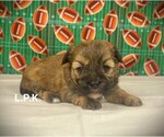 Small Photo #1 Morkie Puppy For Sale in WINNSBORO, LA, USA