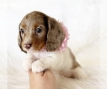 Small #2 Dachshund