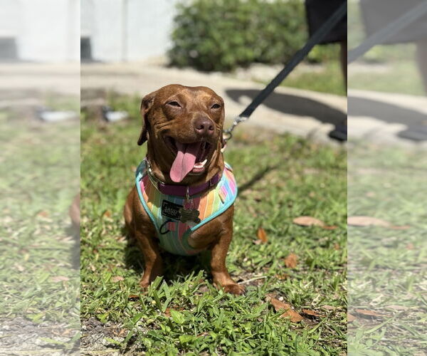Medium Photo #1 Dachshund Puppy For Sale in Fruitland, SC, USA
