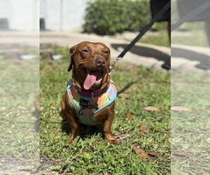 Dachshund Dogs for adoption in Fruitland, SC, USA