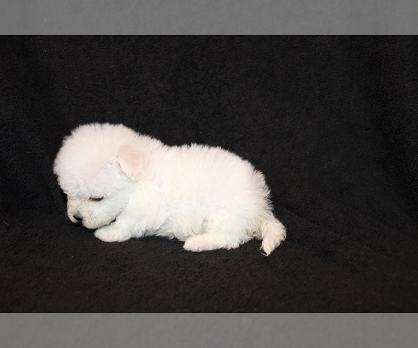 Medium Photo #10 Bichon Frise Puppy For Sale in BLOOMINGTON, IN, USA