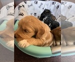 Small Photo #9 Labradoodle Puppy For Sale in MIFFLINBURG, PA, USA