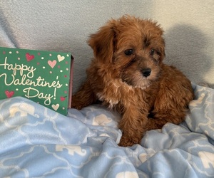 Shih-Poo Puppy for sale in CENTER HILL, FL, USA
