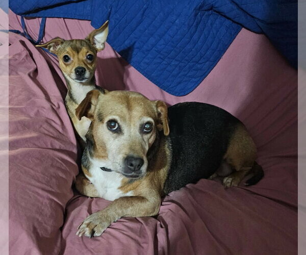 Medium Photo #7 Chihuahua-Unknown Mix Puppy For Sale in Rockaway, NJ, USA