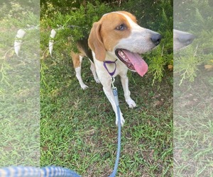 Cowboy:  Not at shelter (Pam) - Male Mutt Dog for Adoption - Photo #8