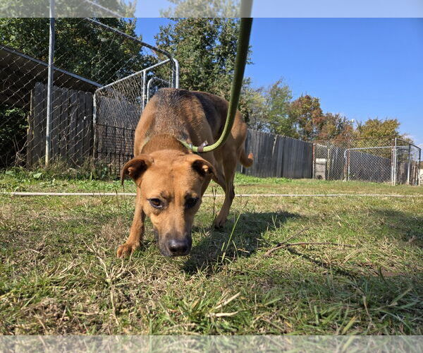 Medium Photo #2 Mutt Puppy For Sale in Jackson, MS, USA
