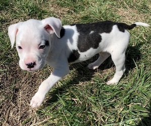 Medium American Bully-Boxer Mix