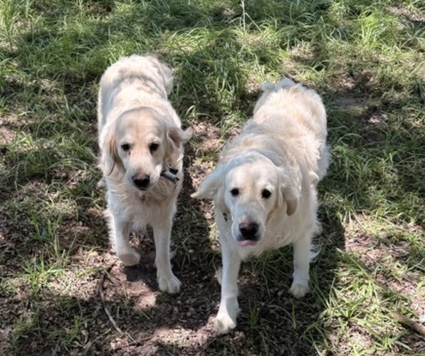 Medium Photo #1 English Cream Golden Retriever Puppy For Sale in ALAMO, GA, USA