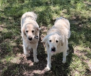 English Cream Golden Retriever Puppy for sale in ALAMO, GA, USA