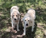 Small English Cream Golden Retriever