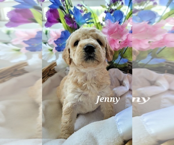 Medium Photo #9 Goldendoodle (Miniature) Puppy For Sale in REED CITY, MI, USA