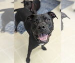 Small American Pit Bull Terrier Mix