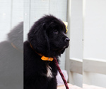 Small Photo #19 Newfoundland Puppy For Sale in HENDERSONVILLE, NC, USA