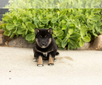 Image preview for Ad Listing. Nickname: Litter of 4