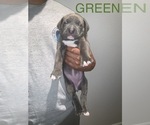 Small Photo #4 American Pit Bull Terrier Puppy For Sale in FORT WALTON BEACH, FL, USA