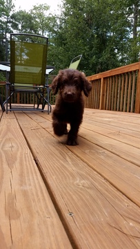 Medium Photo #1 Goldendoodle Puppy For Sale in LIBERTY, SC, USA