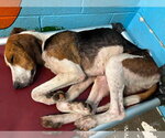 Small #3 American Foxhound