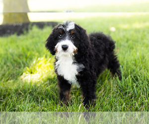 Miniature Bernedoodle Puppy for sale in SHIPSHEWANA, IN, USA