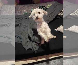 Poodle (Toy) Dogs for adoption in Westwood, NJ, USA