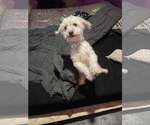 Tokyo - Male Poodle (Toy) Dog for Adoption - Small photo