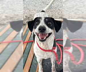 Treeing Walker Coonhound-Unknown Mix Dogs for adoption in Palmetto, FL, USA