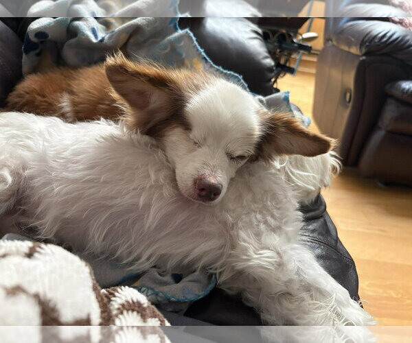 Medium Photo #10 Chihuahua-Unknown Mix Puppy For Sale in Boonton, NJ, USA