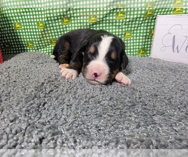 Medium Photo #22 Bernese Mountain Dog Puppy For Sale in BLACK FOREST, CO, USA