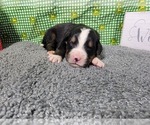 Small Photo #22 Bernese Mountain Dog Puppy For Sale in BLACK FOREST, CO, USA